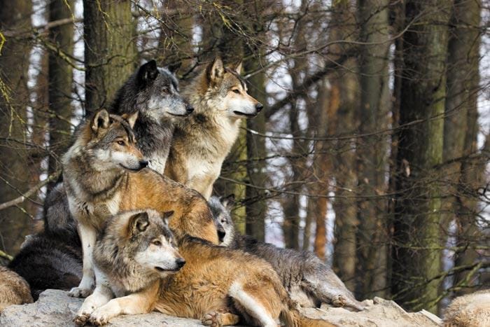 Colonie Eco Parc Animalier (découverte des Grands Prédateurs)